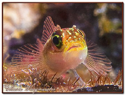 Striped Triplefin (Helcogramma striatum) in Tulamben, Bal... by Marco Waagmeester 